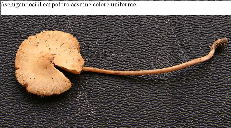 Ocrosporeo da determinare. (cfr. Conocybe brunneola)